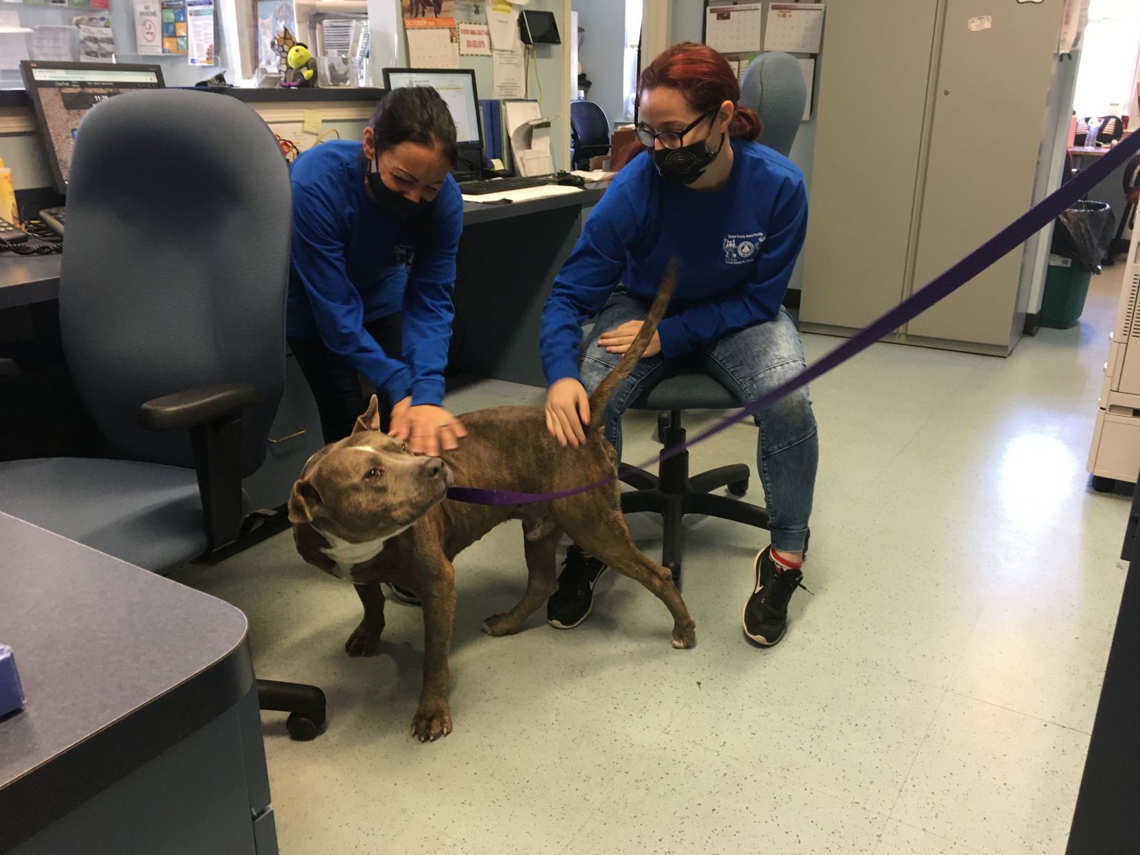 shelter dogs (16).jpeg